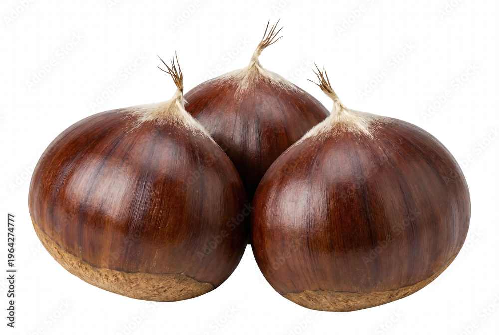 Obraz premium Three Shiny Brown Chestnuts Grouped Together