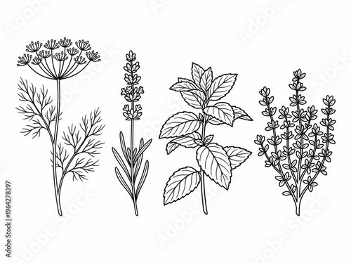 Botanical Illustrations of Various Herbs and Spices for Culinary and Medicinal Uses