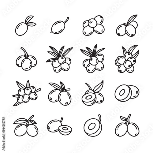 Sea Buckthorn Berries Growth Stages Outline Icons Set Isolated Vector Illustration