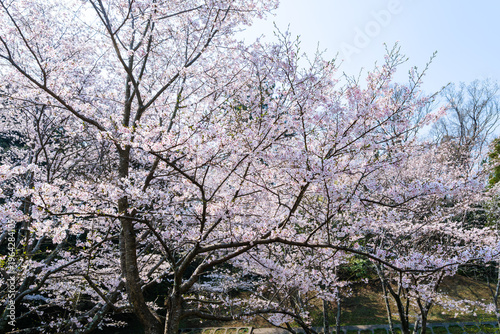 散歩の途中で見つけた春の風景
