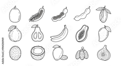 Variety of fruit illustrations 6.