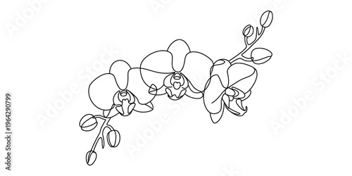 Minimalist continuous line drawing of a beautiful orchid spray with blossoms and tiny buds Vector, illustration