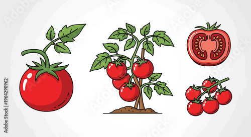 Illustrative depiction of tomato plants fruit and a cross section