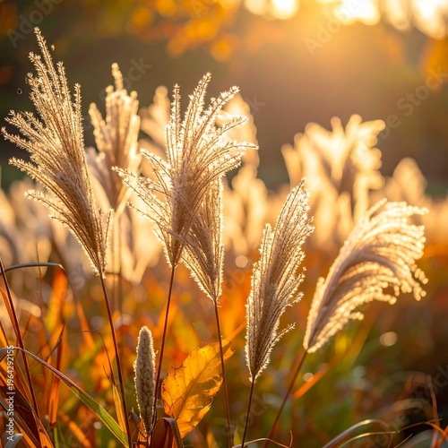 Golden Hour Serenity - Ornamental Grasses in the Evening Light.