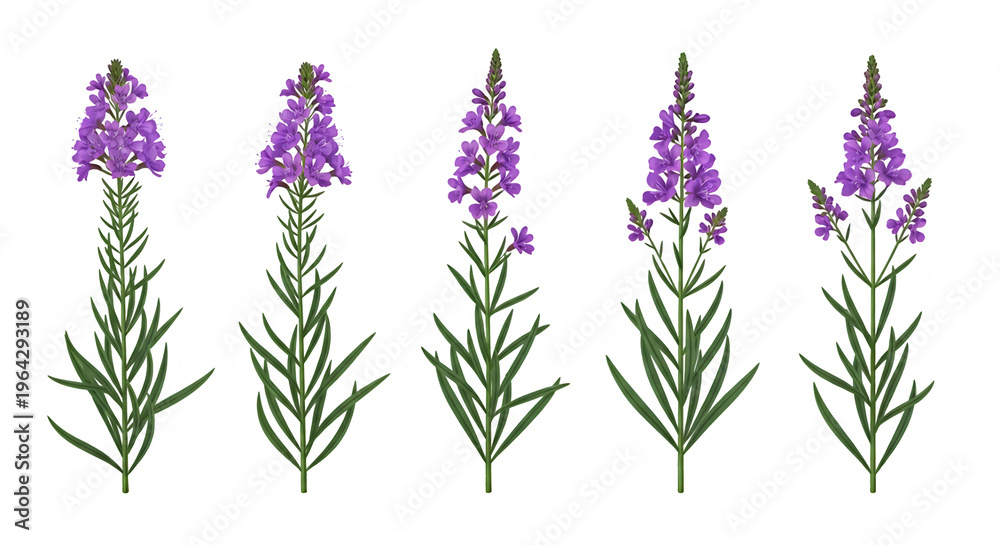 Fototapeta premium Purple flowering plants with green stems and leaves isolated on transparent background
