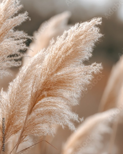 Pampas Grass Plumes Swaying Gently in Soft Sunlight Ethereal Bokeh Background Minimalist Nature Detail