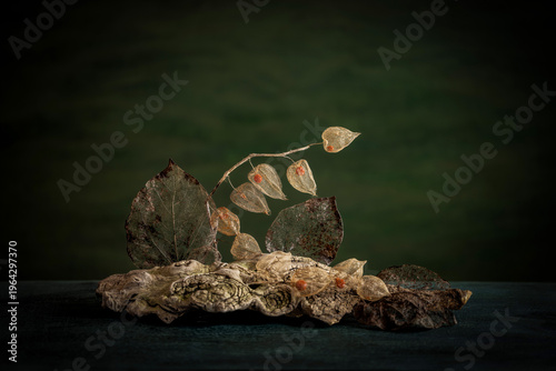 Photography Botanical composition with textured old tree bark, skeleton physalis leaves and branches with red berries on natural background