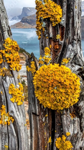 Golden Lichen on Weathered Wood with Mountain Lake Backdrop.