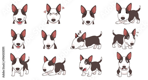 Miniature Bull Terrier showing various expressive emotions and actions  