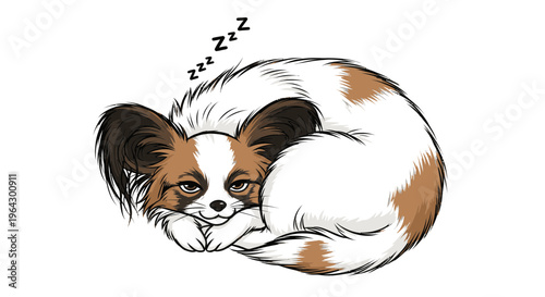 Sleeping Papillon dog curled up with a peaceful expression on white background  