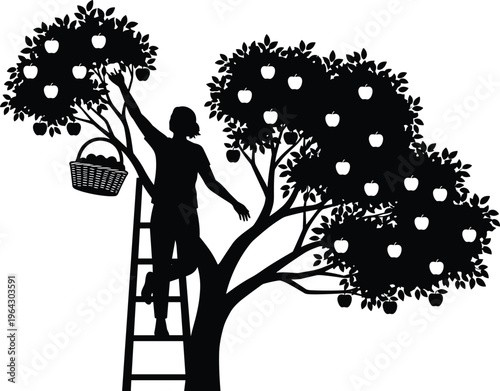 Black silhouette of person on ladder picking apples from tree into basket representing autumn harvest fruit farming and agricultural labor