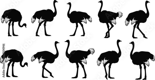 Black silhouette collection of African ostriches in various movement poses including walking and standing isolated on a white background vector.
