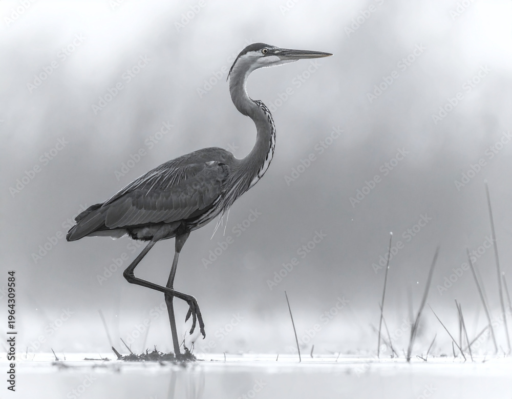 Fototapeta premium Artistic monochrome photograph of a Great Blue Heron in a foggy wetland. This minimalist wildlife scene evokes tranquility and patience, ideal for sophisticated naturethemed projects.