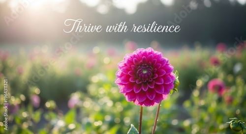 Vibrant Pink Dahlia Bloom in Sunny Garden