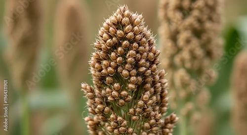 Ragi grain plant in a field.