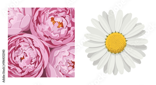 Pink peony flowers and white daisy vector set, blooming floral botanical illustrations, romantic garden flower collection for wedding stationery