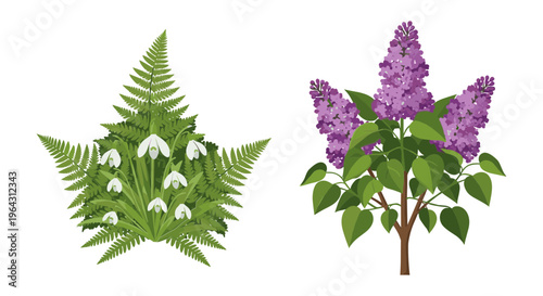 Botanical vector illustration of lilac bush and fern with snowdrops, spring garden flowers set, floral design elements on white background