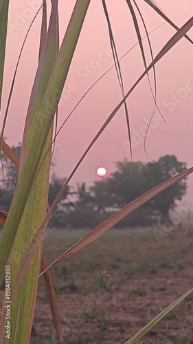 Sunrise Over Rural Landscape in Thepharak, Nakhon Ratchasima, Thailand