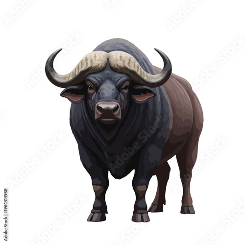 African bull with large horns standing on white background