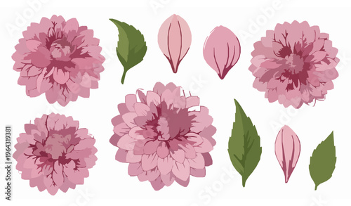 Realistic dahlia flower vector set with detailed petals and colorful blooms botanical floral illustration