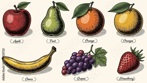 Collection of Fresh Fruits Hand Drawn Illustration.