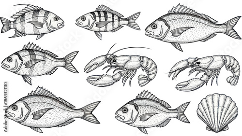 Collection of Hand Drawn Fish and Seafood Illustrations.