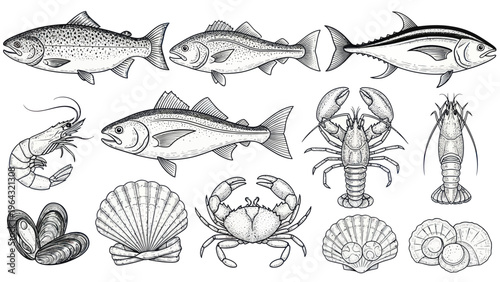 Collection of Hand Drawn Seafood and Fish Illustrations.