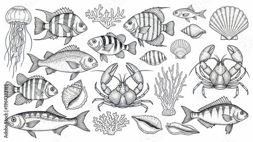 Collection of Marine Life and Sea Creatures Hand Drawn Sketch.