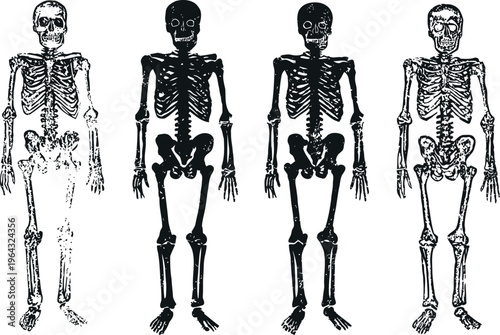 Human skeletons in anatomical pose with black and white contrast, bone structure illustration