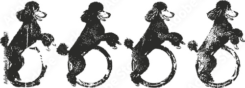 vintage poodle dog silhouettes in various standing poses with detailed fur texture