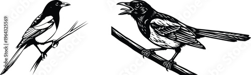 Hand Drawn Black and White Magpie Bird Illustration on Branch, Detailed Vintage Style Vector