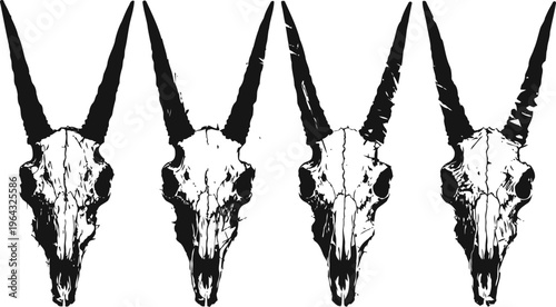 Four black and white goat skulls with long curved horns in a row, detailed animal skeleton illustration