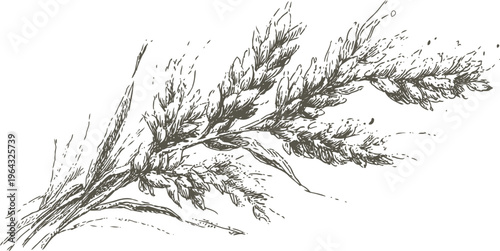 Hand drawn vintage wheat branch sketch grain stalks with detailed leaves and seeds illustration