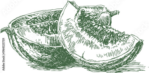 hand drawn melon slices illustration fresh fruit sketch with textured details natural food drawing for organic and healthy diet concepts