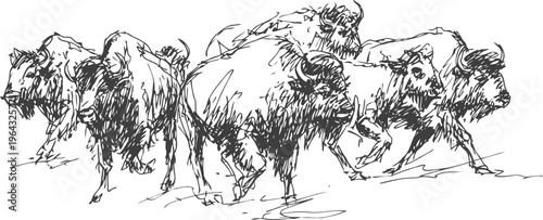 Wild buffalo herd running fierce bison group in motion sketch wildlife nature energy and strength concept