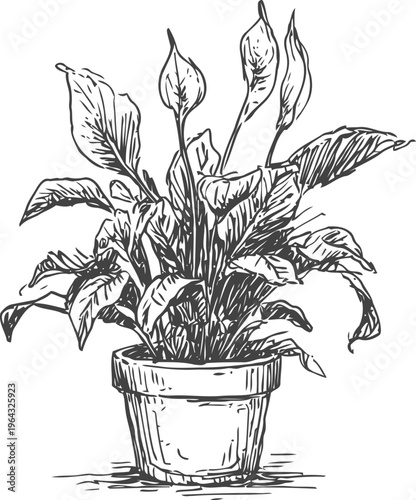 Potted peace lily plant with broad leaves, indoor decorative houseplant sketch illustration