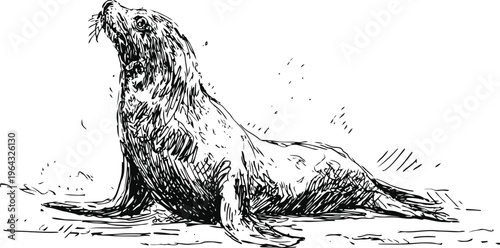 Detailed vintage illustration of a sea lion lying on the shore, marine wildlife drawing