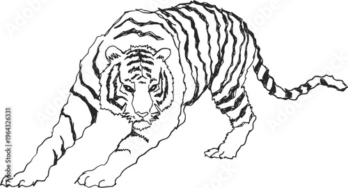 black and white illustration of a tiger stretching forward with detailed stripes and intense gaze