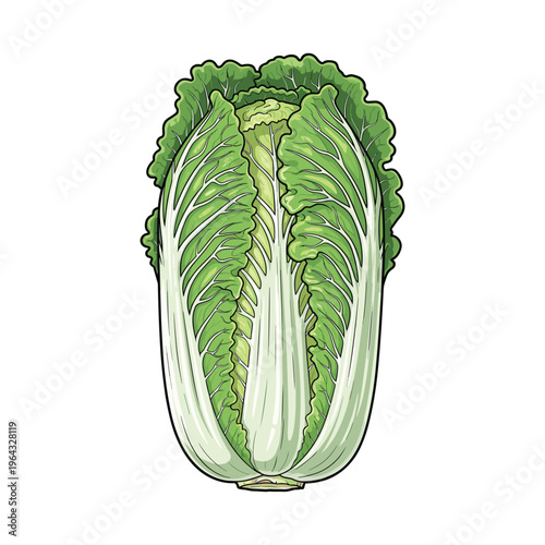 Illustration of a Fresh Napa Cabbage