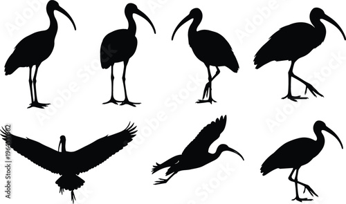 Ibis Bird Silhouette Vector Collection Featuring Wading Birds in Standing, Walking, and Flying Poses for Wildlife, Nature, and Ornithology Design Projects
