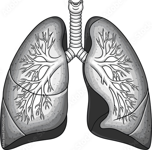 Human Lungs Anatomy Illustration – Detailed Respiratory System with Bronchial Tree in Black and White Medical Vector Design