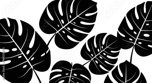 Monstera Deliciosa Leaves Black and White Illustration.