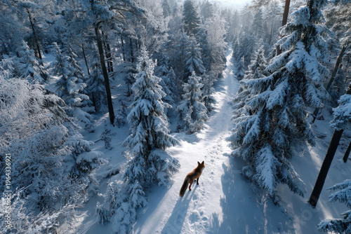 Red Fox Walking Snowy Path Winter Forest
