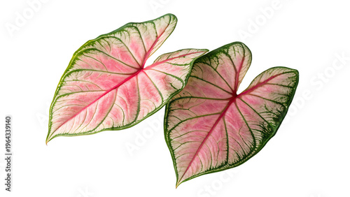 Pink and Green Caladium Leaves