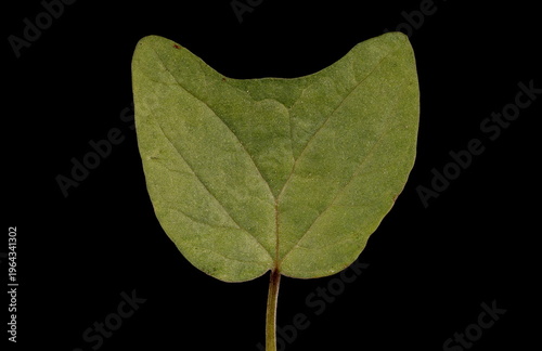 Фотография Fire Vine (Ipomoea lobata). Cotyledon Closeup