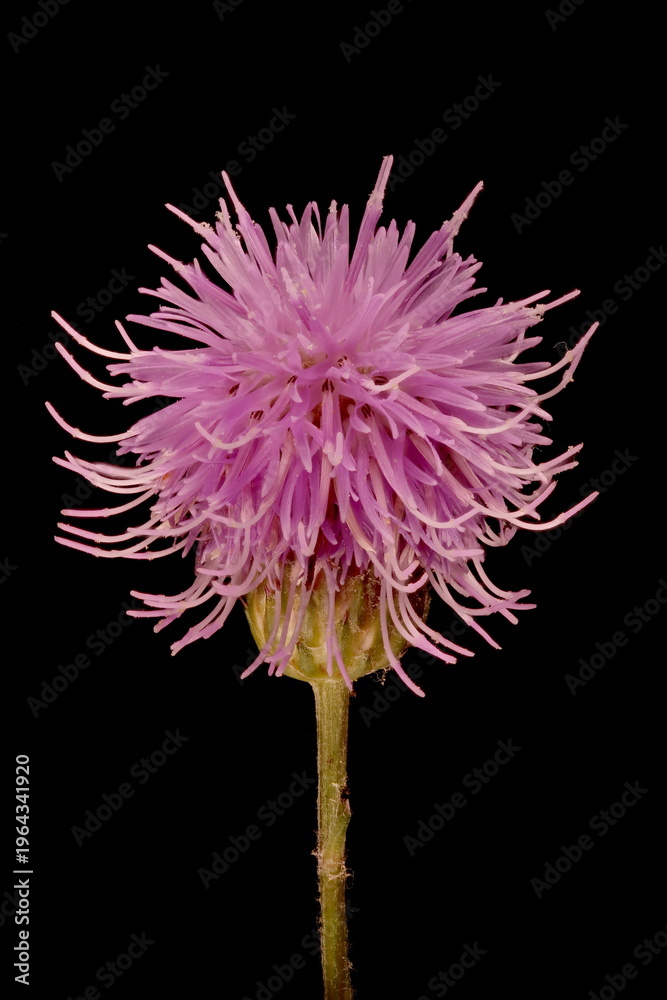Fotografie Creeping Thistle (Cirsium arvense var