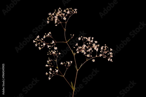 Baby's Breath (Gypsophila paniculata). Inflorescence Closeup