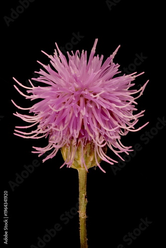 Fotografi Creeping Thistle (Cirsium arvense var