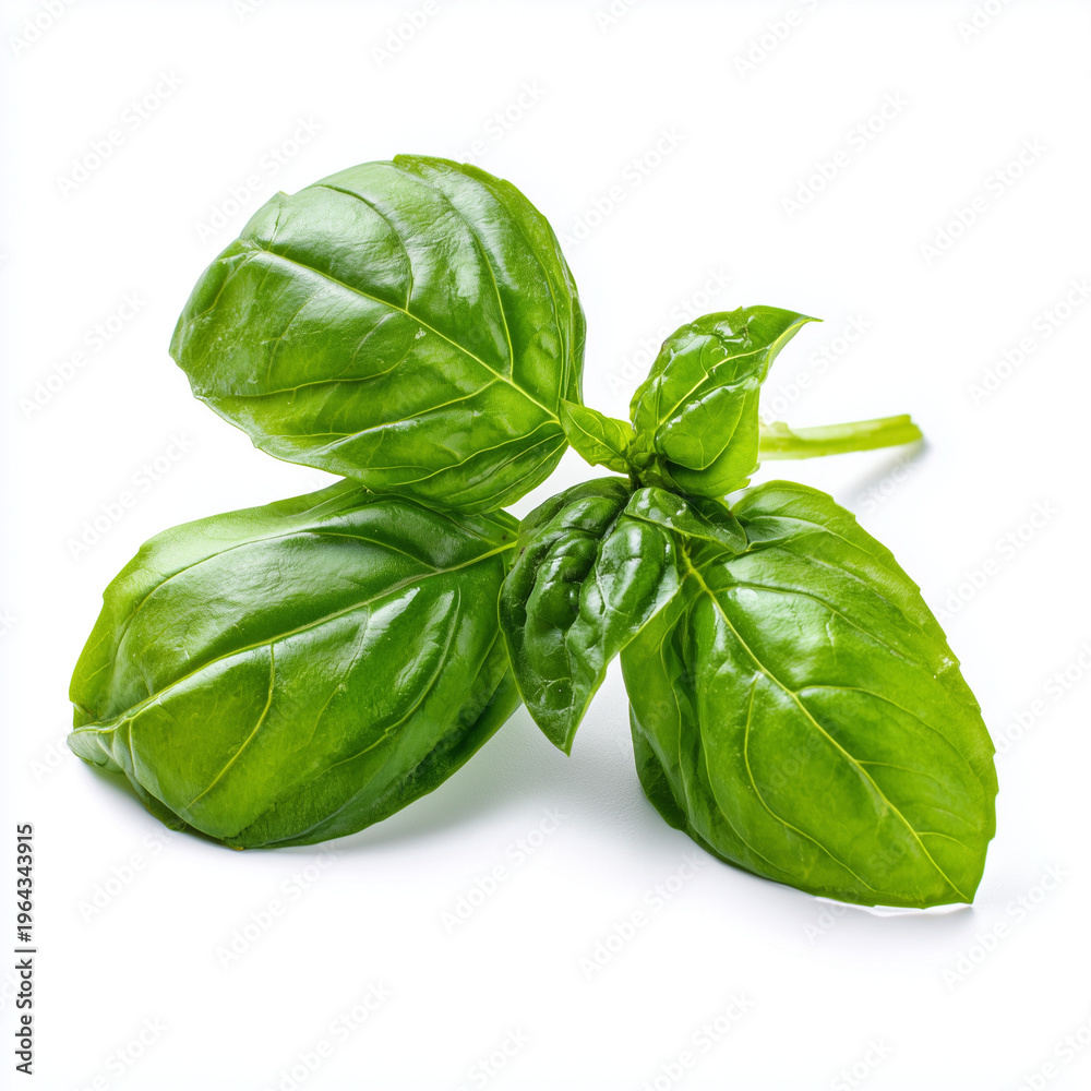 Fototapeta premium Fresh basil leaves on white background 