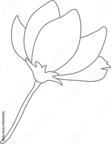 목련한송이03_선화_꽃나무_봄_봄꽃_입춘